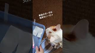 胃ろうのガーゼお取替えしてくださーい✨【猫の扁平上皮癌】#cat #ねこ #ねこのいる暮らし #闘病中 #扁平上皮癌