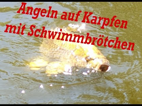 Angeln auf Karpfen mit Schwimmbrötchen  @angelfuchstv74