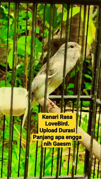 KENARI ISIAN LOVEBIRD NGEKEK #shorts
