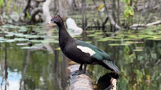 EM BUSCA DOS ASA BRANCA, CAÇADA DE PATO | O CAÇADOR screenshot 5