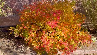 ОСЕННИЕ КУСТАРНИКИ. БУЗИНА БЛЕК ЛЕЙС / ПЛЮМОЗА АУРЕА. ИВЫ / СПИРЕИ / БАРБАРИСЫ / ДЕРЕНЫ и др.