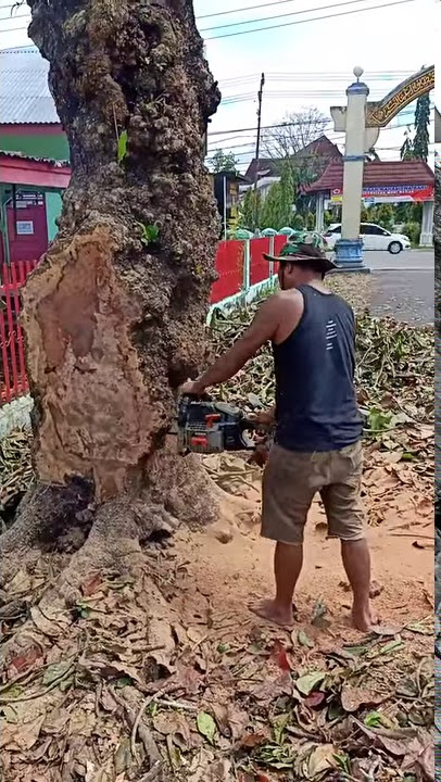 Cara master memotong burl