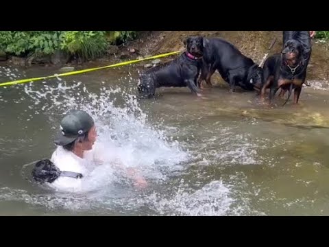 川に落ちたパパを冷たい目で見るデカ犬たちw【木の俣渓谷】