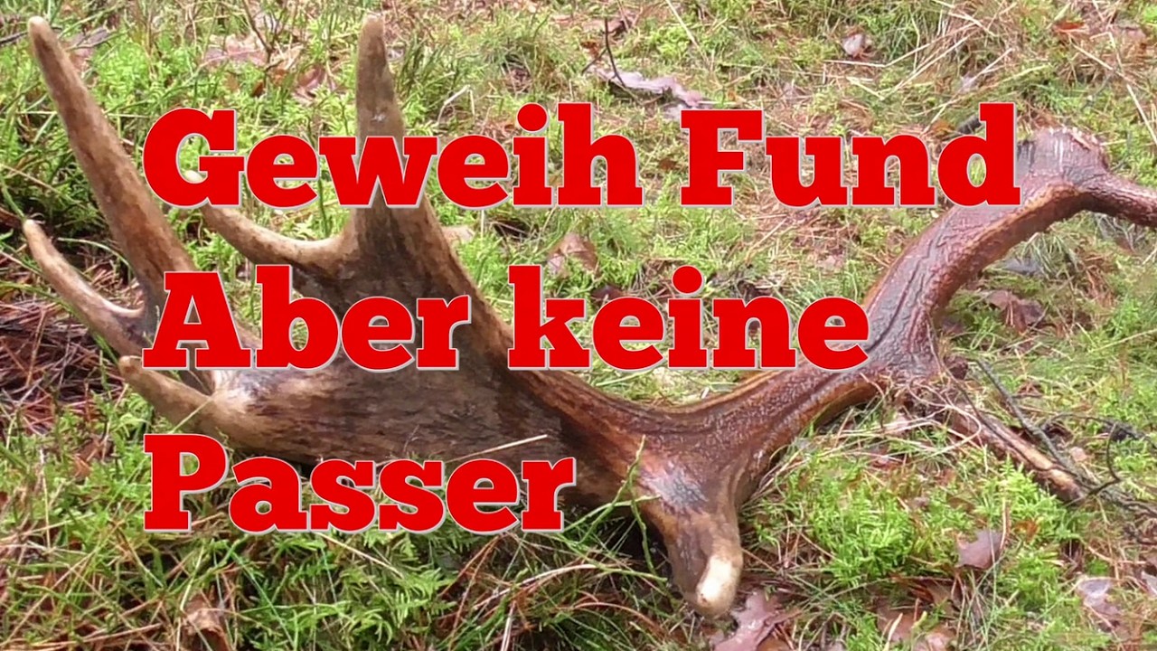 Geweihfund aber keine Passer