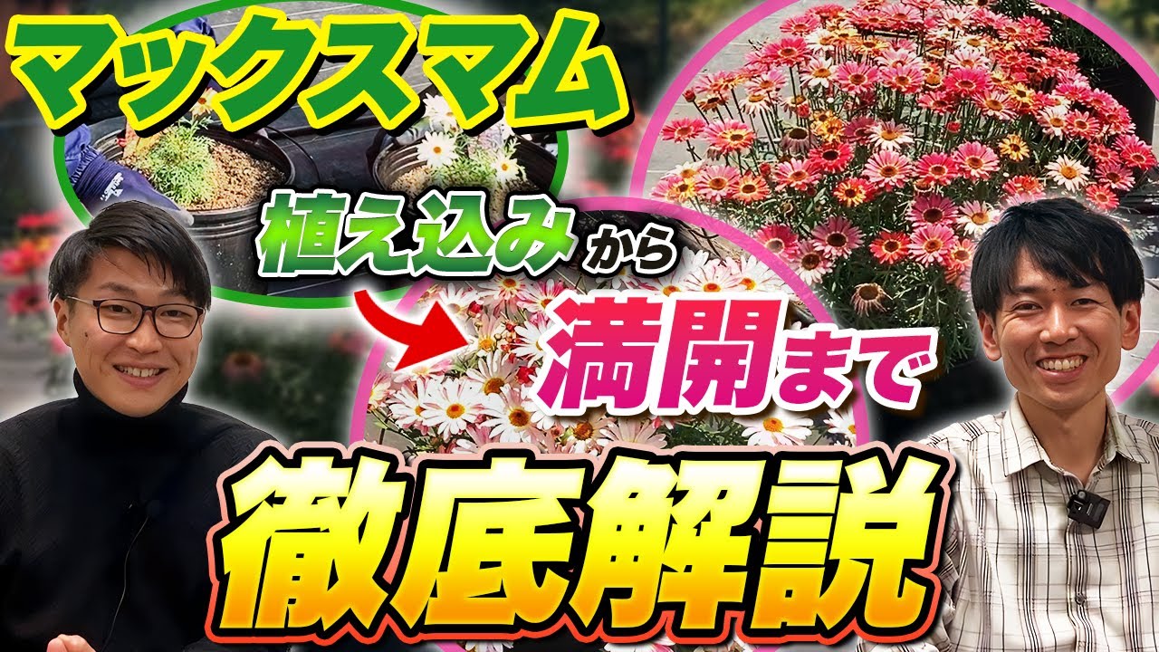 【サントリーフラワーズ】マックスマムの生育過程とお手入れ方法を解説します！