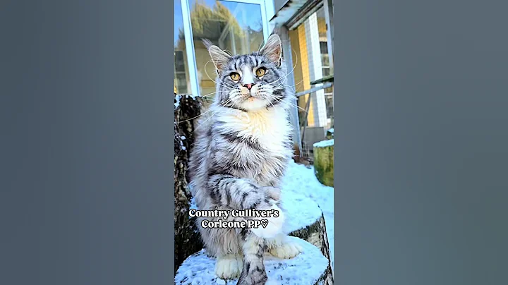 Watch the video about Polydactyl Maine Coons from Cattery Country Gulliver's ,gulliver-coon.ru #polydactylcat #mainecoon