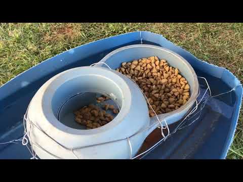 Video: Cuencos de comida para perros que mantienen fuera las hormigas