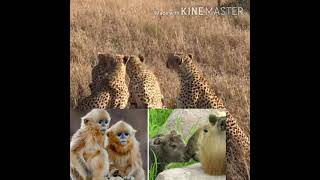 Best African animals by KKR tech 35 views 4 years ago 4 minutes, 1 second