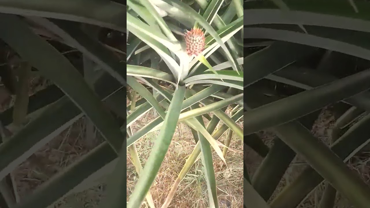 Flowering and volunteers in md2 pineapples