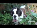 Take a Flower Ride with a St. Bernard Dog