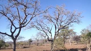 Leopard hunting monkey at Sabi Sands