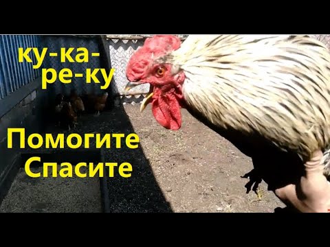 Звуки крик петухов. Поймай петуха. Крики кукареку петуха.