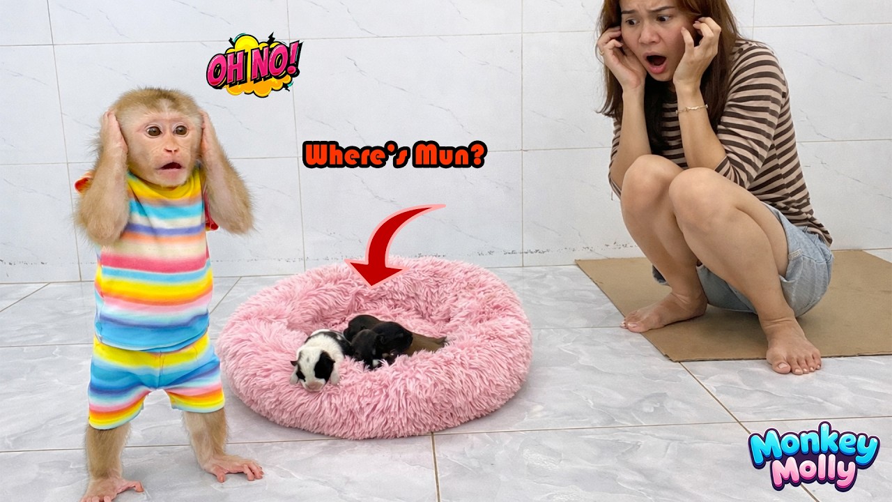 Monkey Molly and Mom are extremely worried and frightened when Mun suddenly disappears