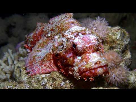 Video: Skorpionikala (raffimeri) - syvänmeren mahtava asukas