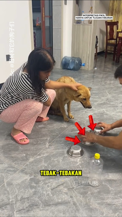 Anjing itu ikut menebak dan melakukan sesuatu yang tidak terduga