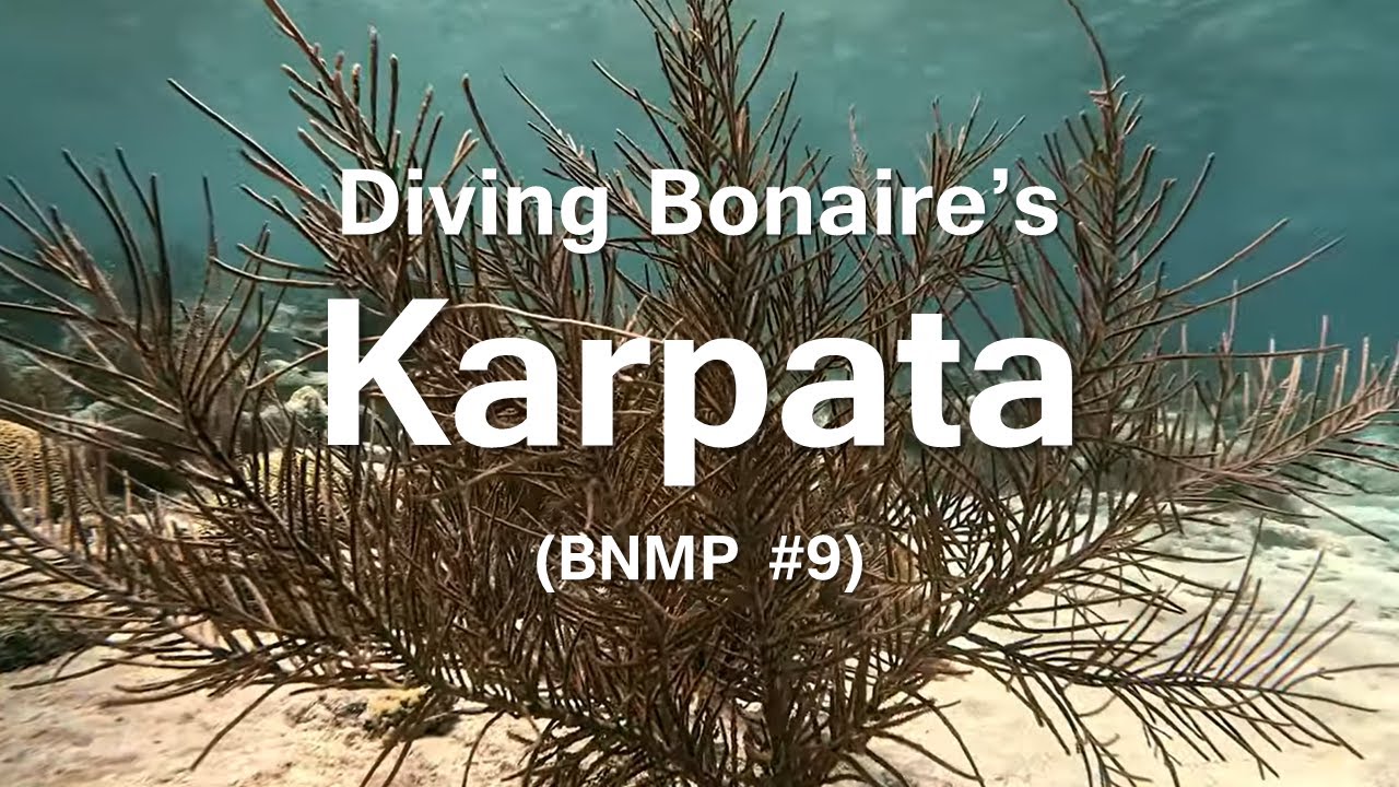 Diving Bonaire's Karpata Dive Site