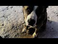 Как кормить собаку зимой. How to feed a dog in winter. Kışın bir köpek nasıl beslenir.
