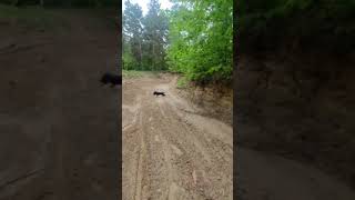 Crazy Funny Dog on Sand Staffordshire Bull terrier zoomies