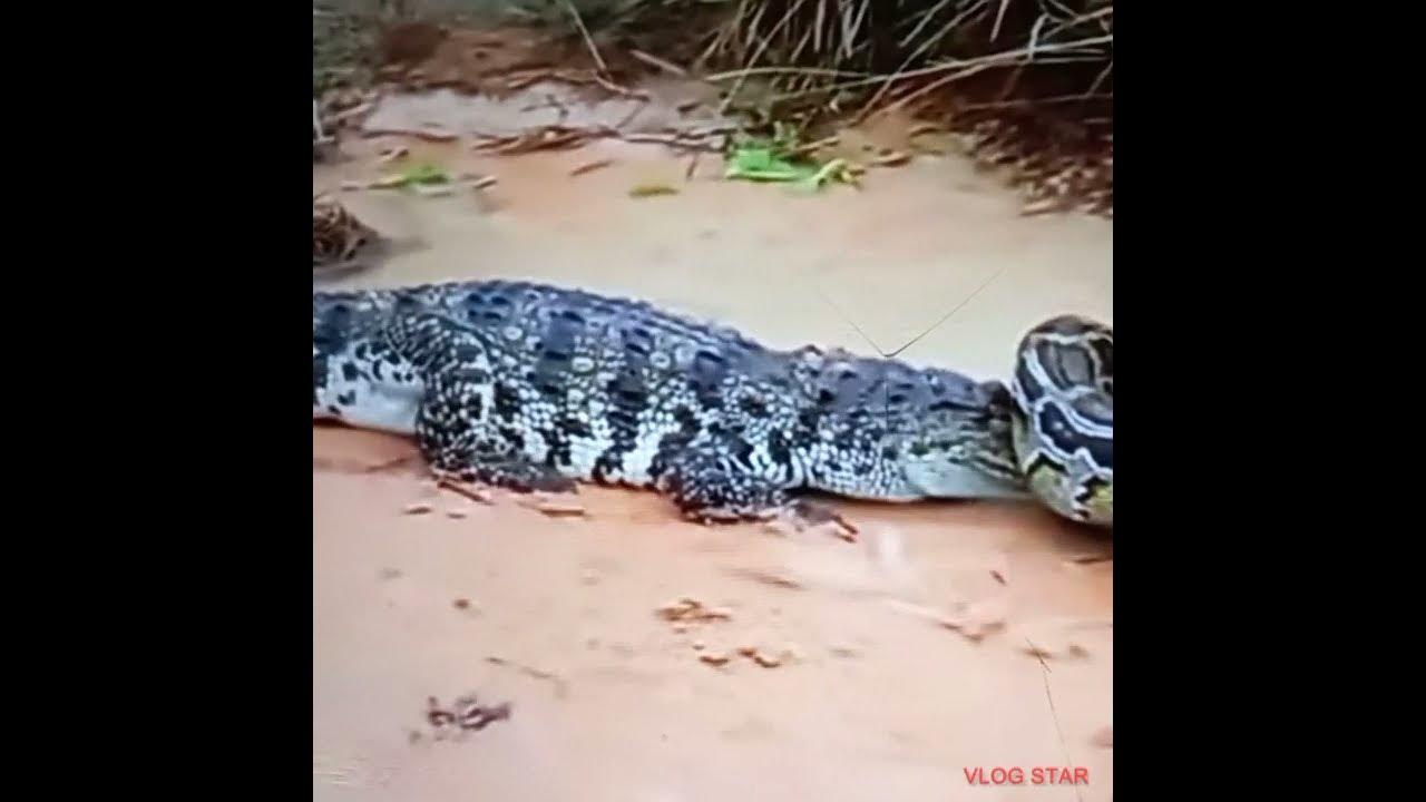 BIG SNAKE vs CROCODILE #SHORTS#FIGHT 🐍vs 🐊 - YouTube