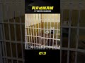 三個高智商男人，逃離惡魔島真實越獄事件，如今都是一個謎 #恶魔岛 #真实事件 #越狱 #逃亡 #未解之谜