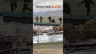 💢高原棕熊来偷吃！跑的真快！The Brown Bear Came To Steal Food #Animal 【跟着图尔去旅行】