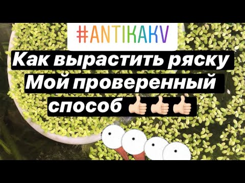 Как вырастить ряску быстро 👍🏻