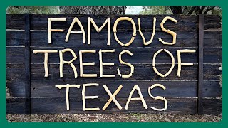 Famous Trees of Texas State Parks