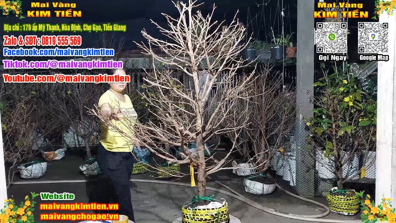 Phôi Mai Thủ Đức Giá Rẻ Bao Ship Bao Sống Toàn Quốc - Mai Vàng Kim Tiền Chợ Gạo