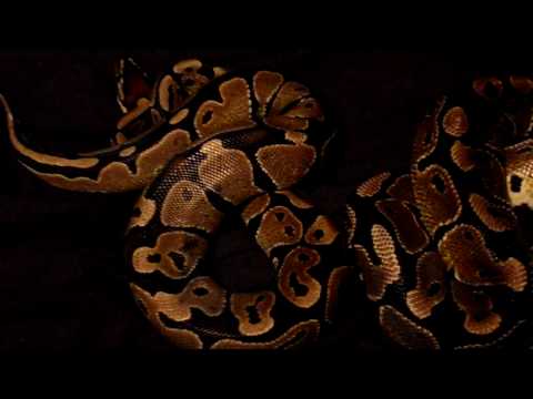 Ball Python (Royal Python,Python Regius)