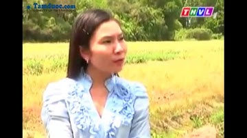 Tham quan Cây chó đẻ răng cưa, cây Diệp hạ châu đắng đạt chuẩn