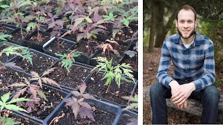 Japanese Maple Seedling Care - How to Grow Japanese Maples