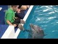 7-Year-Old Boy With Amputated Legs Meets Dolphin with Prosthetic Tail