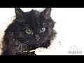LIVE: Pregnant sister feral cats + kittens - TinyKittens.com