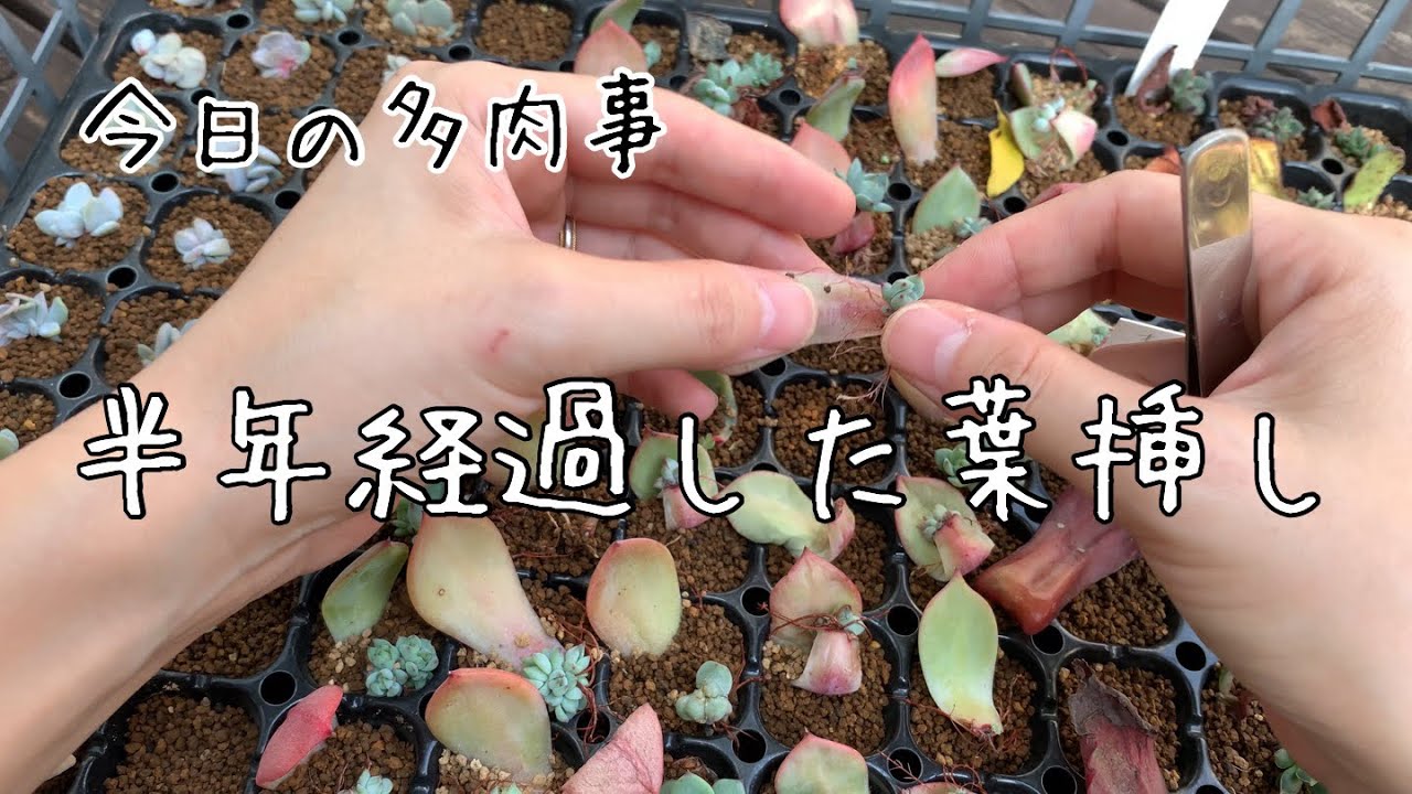 今日の多肉事 葉挿しの植え直しと枯葉取り Youtube