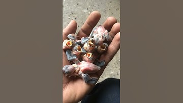 Java finch chicks HD (480)