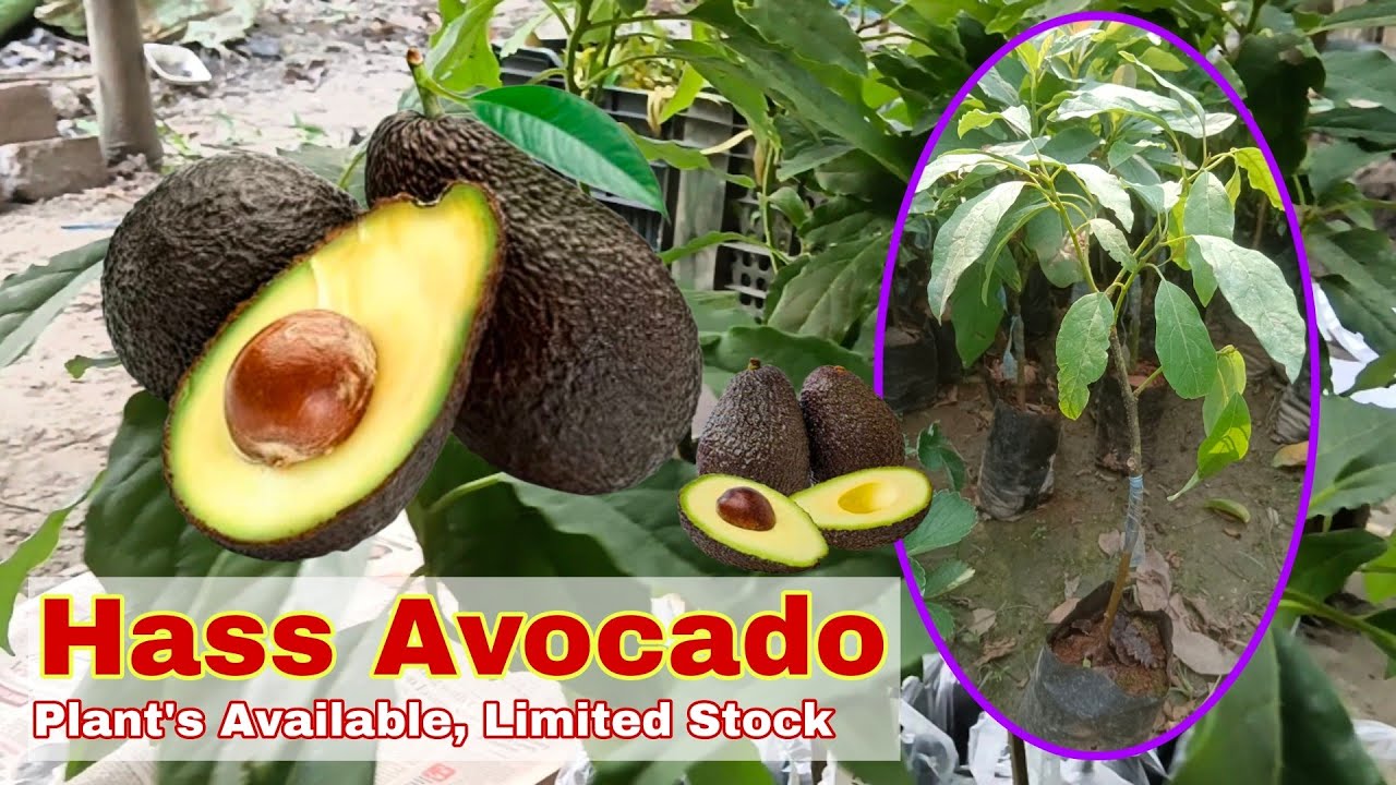 Hass Avocado 🥑 Plant's available || New Stock 3 Variety Avocado plant's || Moon Nursery 