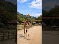 キリンの親子ダンス Giraffe family dance #キリン #アニマル #giraffe #animal #petdance
