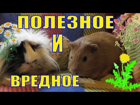Полезные и ядовитые травы для морских свинок/что можно давать свинкам