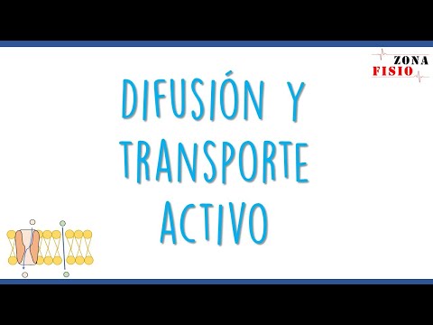 Vídeo: Diferencia Entre Transporte Activo Y Difusión Facilitada