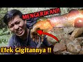 GAK KUAT! EFEK GIGITAN ULAR INI SANGAT MENGERIKAN! HATI HATI ULAR BERBISA DISEKITAR KITA!