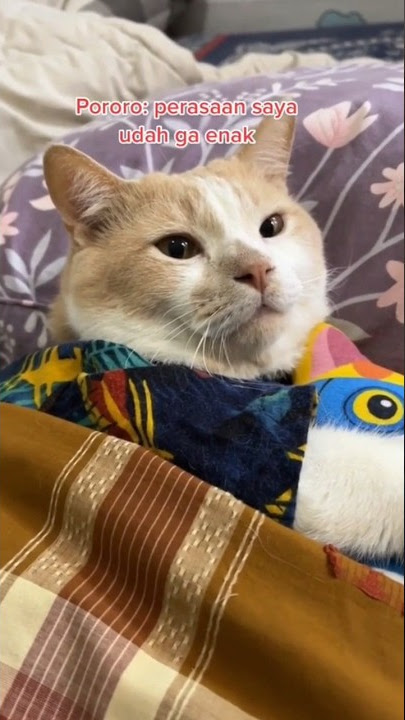 Obat lelah #shorts #kucingpororo #inipororo