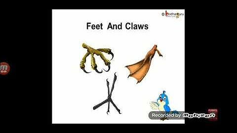 BIRDS BEAK AND CLAWS-(Part- 3) CLASS IV , CH- 5 , BY ANUPAM MISHRA