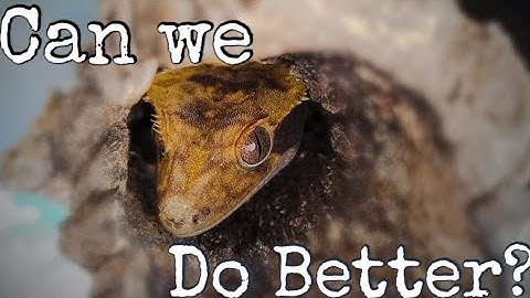 Crested Gecko: 3 Things You Can Do To Take Your Care To THE NEXT LEVEL!
