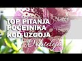 TOP PITANJA O UZGOJU ORHIDEJA - Za početnike