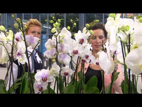 Video: Wanda Orchid: beskrywing, plant, versorging en voortplanting by die huis