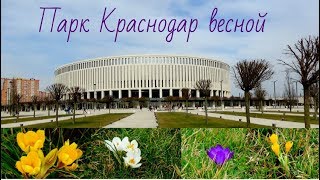 Парк Галицкого ( ФК &quot;Краснодар&quot;) ранней весной, первоцветы, 9 марта 2019