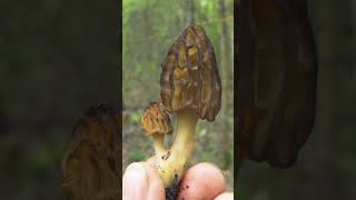 Сморчковые мама и дочка! #mushroom #morchella #еда #nature #сморчки