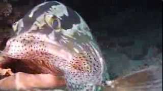 Grouper eating two lion fish