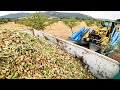 Awesome Almond Cultivation Technology - Almond Farming and Harvest