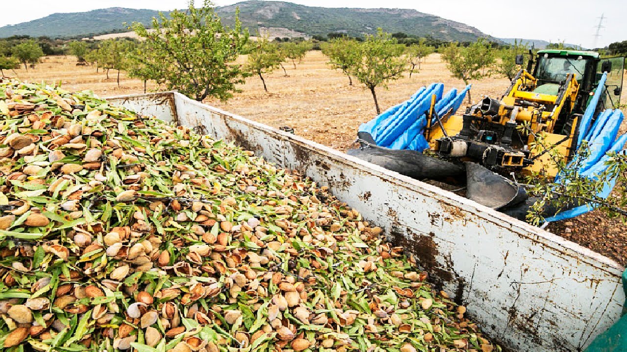 How Do You Farm Almonds?